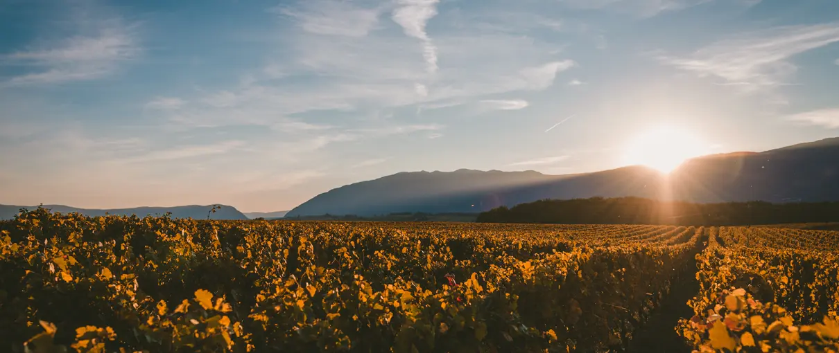 fumigación con drones agricolas